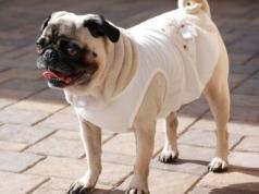 Вязание для собак: как связать комбинезон для собаки небольшого размера Как сделать одежду для мопса своими руками